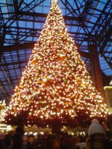 ディズニーランドのクリスマスツリー