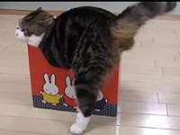 猫にどれぐらい小さい箱なら入るのをあきらめるのか実験してみた