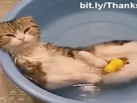 お風呂が好き過ぎる猫