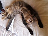 猫「悪いな主！このベッド一人用なんだww」