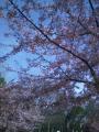 2012.3　早咲き桜
