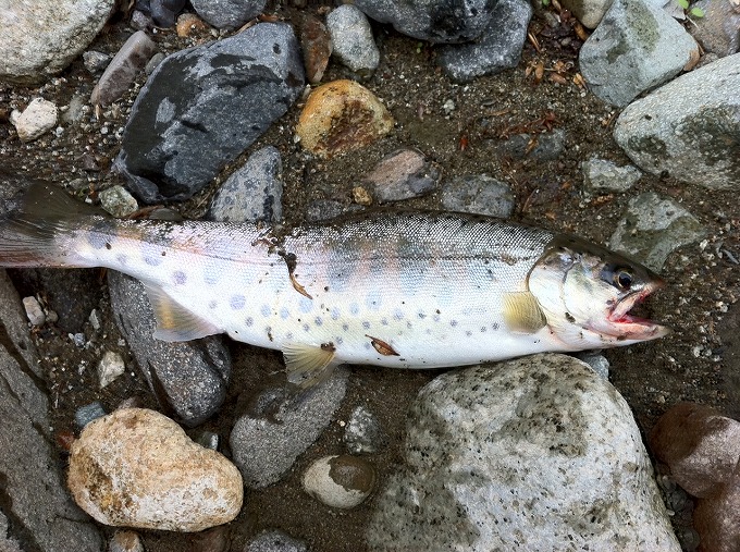 Fishing Day vol.6 MI2 Blog