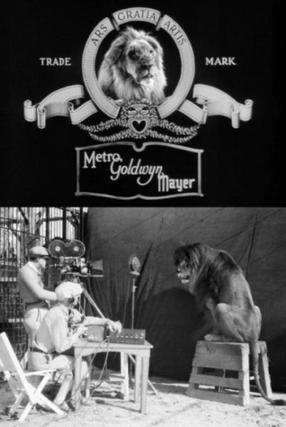 映画会社MGM「あのライオン」の撮影風景